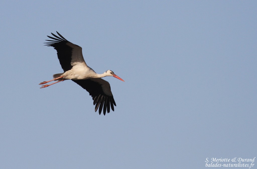 Cigogne blanche, Rietfontein Etosha