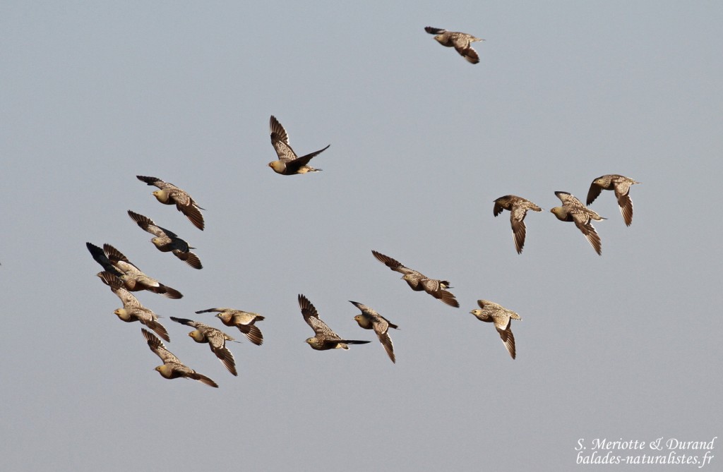 Ganga namaqua, Ozonjuitji m'Bari, Etosha
