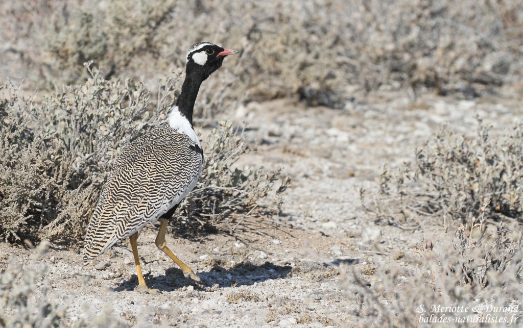 Outarde à miroir blanc, Etosha