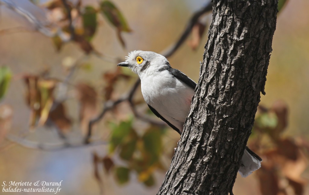 Bagadais casqué, Halali, Etosha