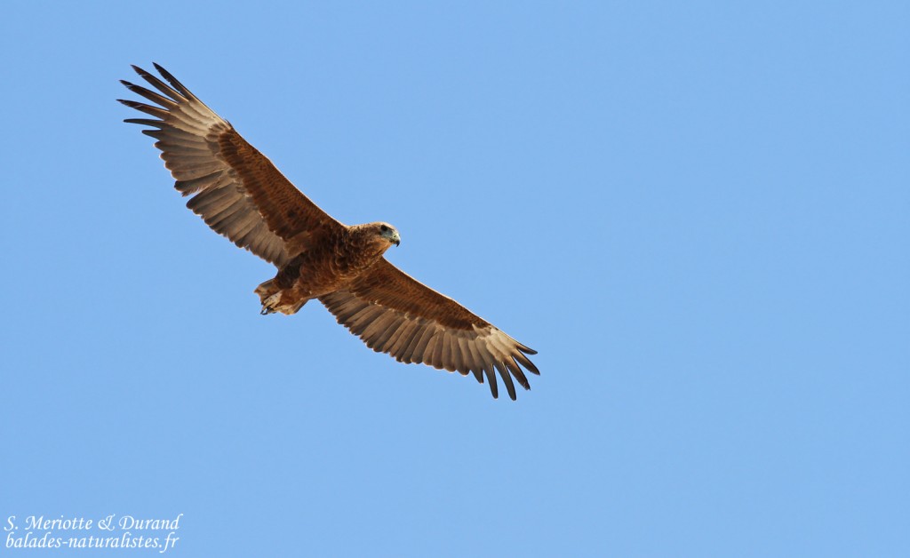Bateleur immature, Etosha
