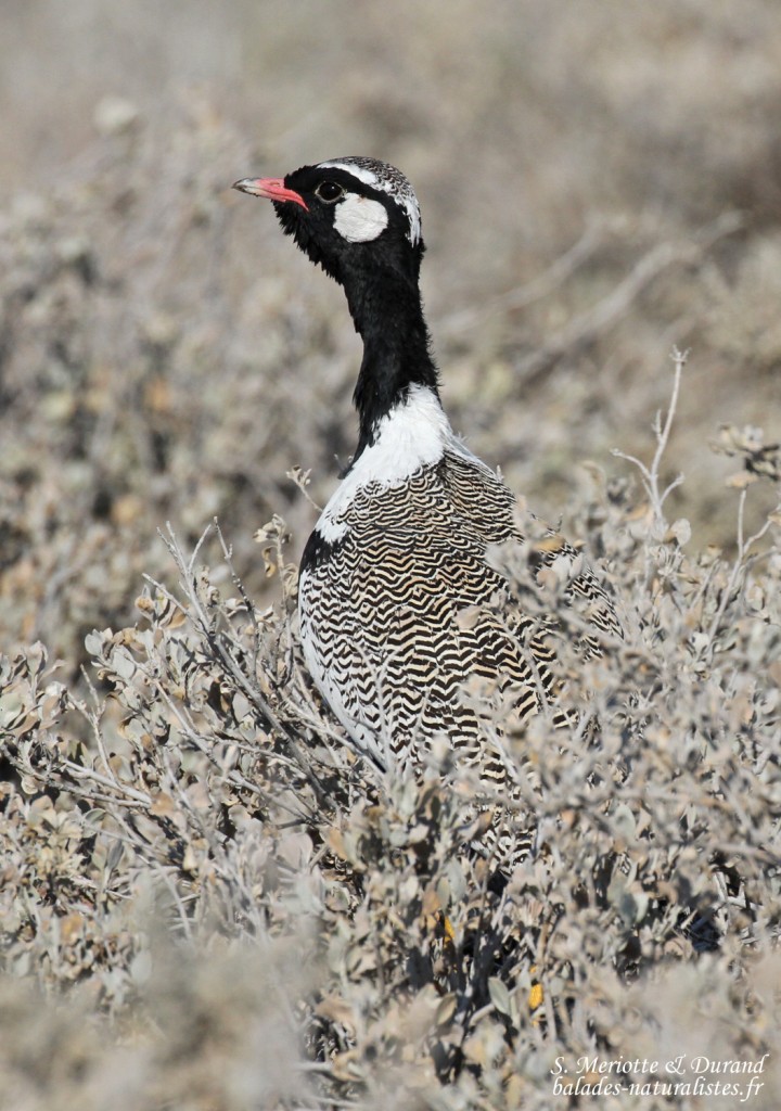 Outarde à miroir blanc, Etosha