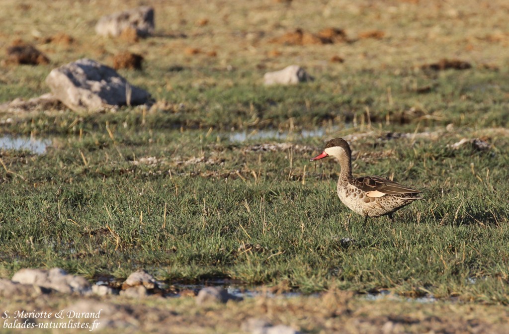 Canard à bec rouge, Rietfontein Etosha