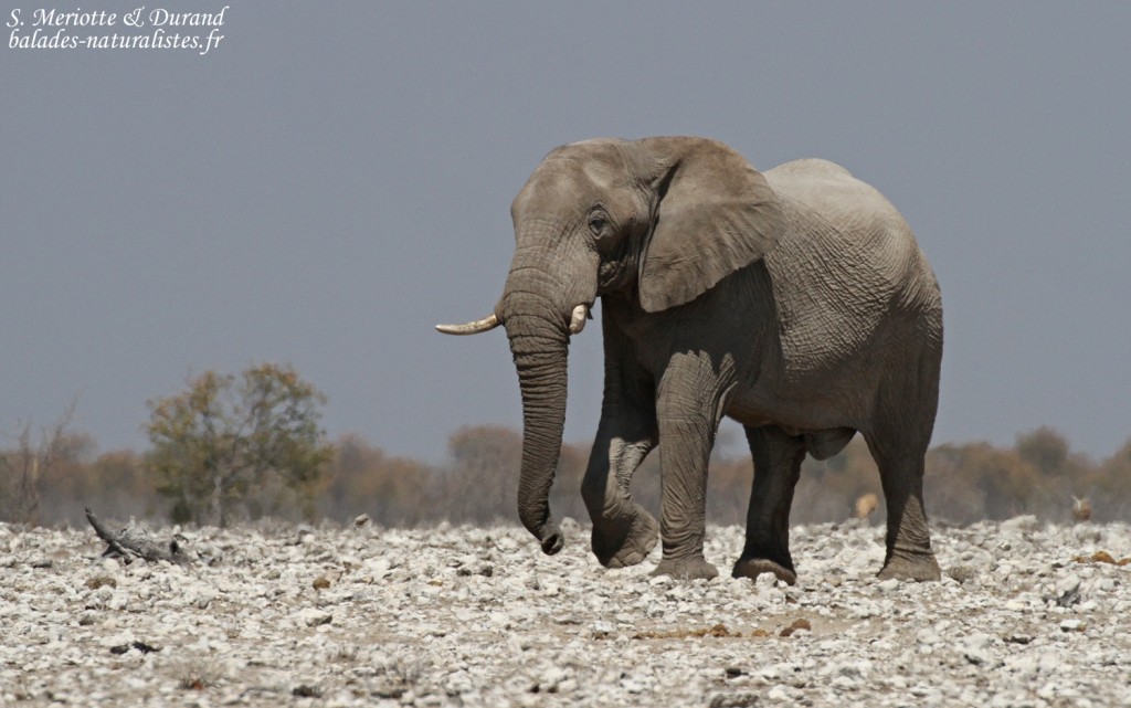 Eléphant, Etosha