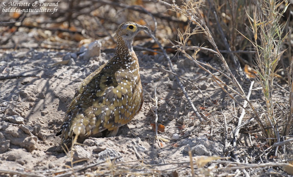 Ganga de Burchell, Etosha
