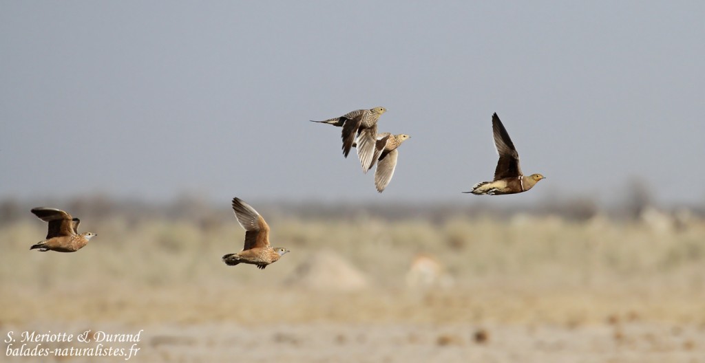 Gangas namaqua et Burchell, Ozonjuitji m'Bari, Etosha