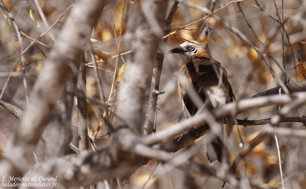 Cratérope à joues nues, Halali, Etosha