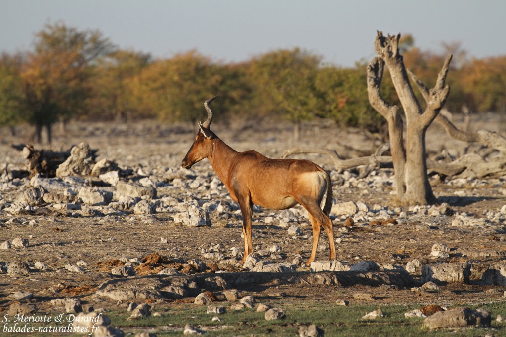 Bubale, Rietfontein Etosha