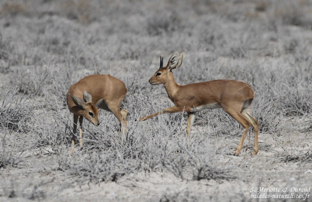 Raphicère champêtre, Etosha