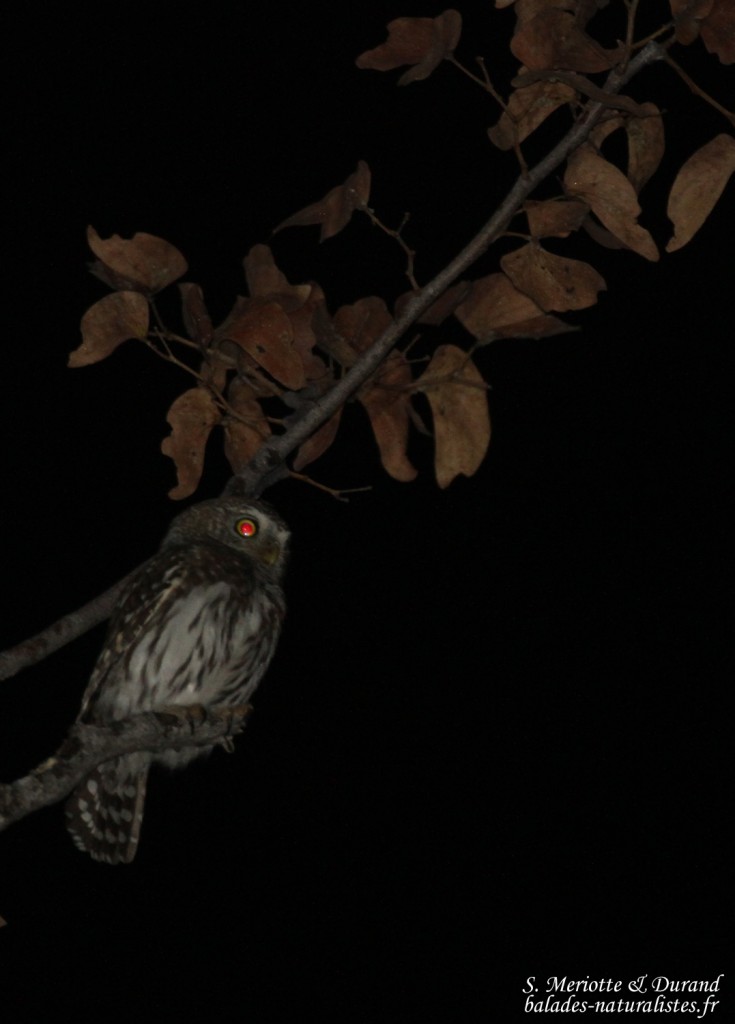 Chevéchette perlée, Camp d'Halali, Etosha