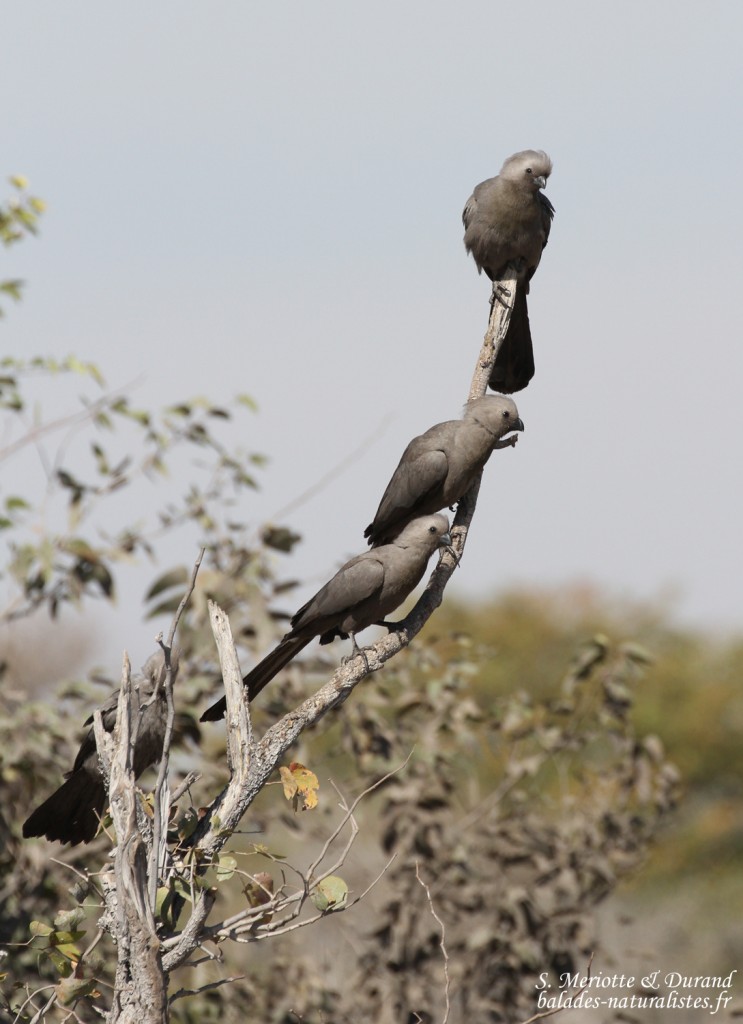etosha (17)go-away-bird-touraco-concolore