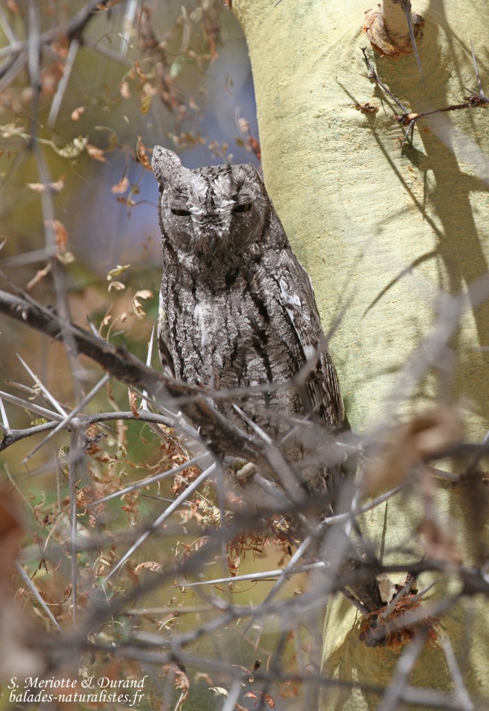 Petit-duc africain, Halali, Etosha