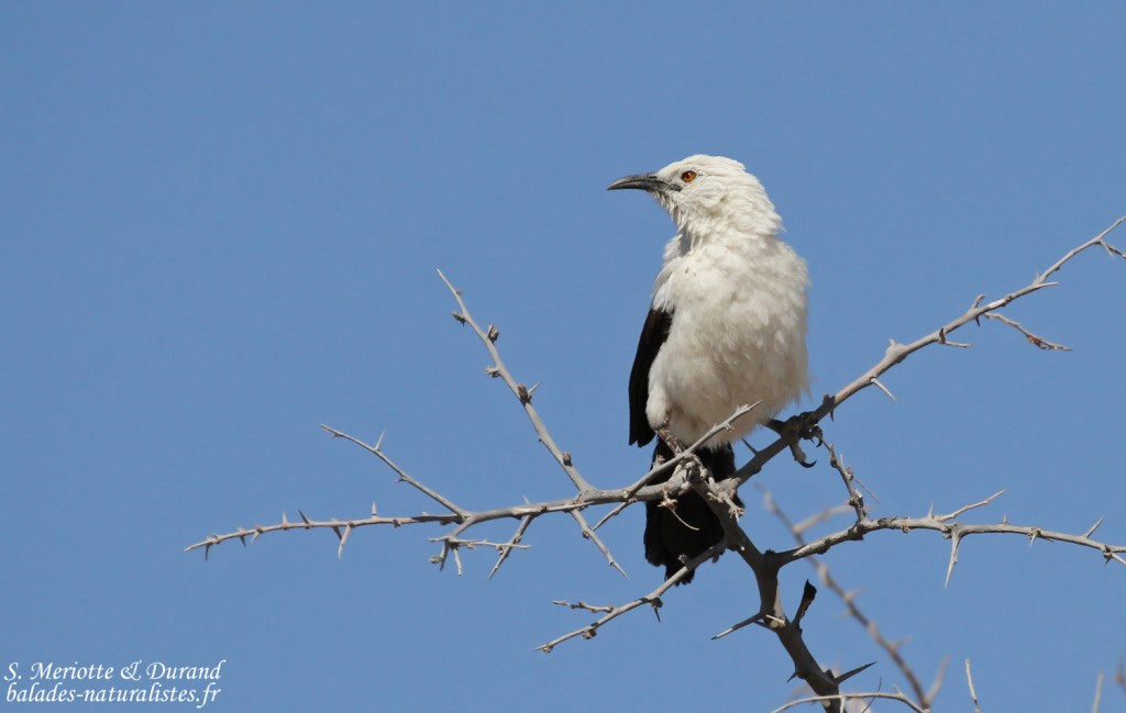 Cratérope bicolore, Etosha