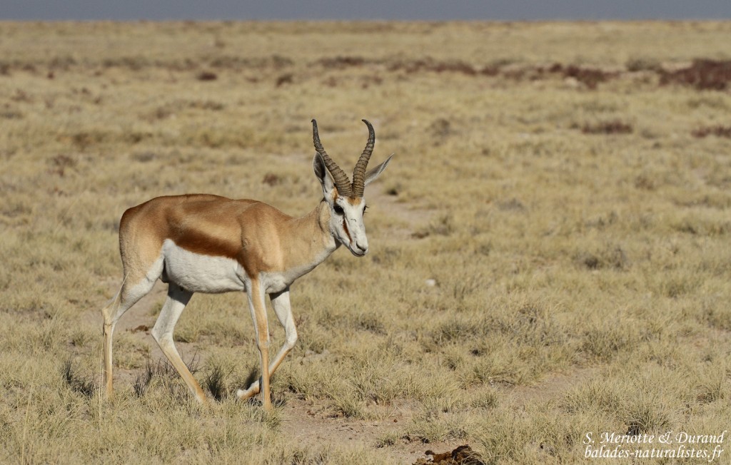 Springbok, Etosha