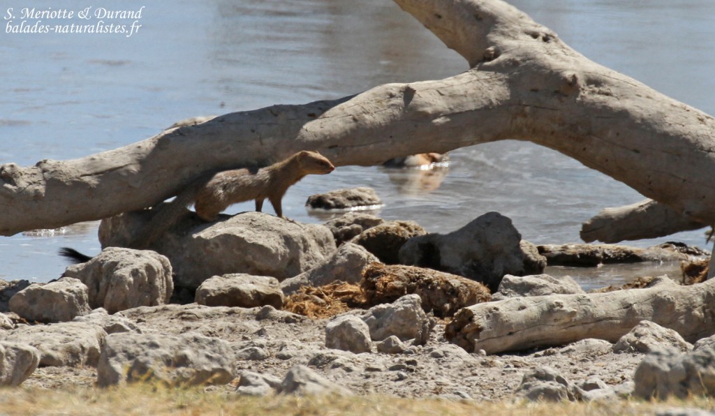 Mangouste rouge, Etosha