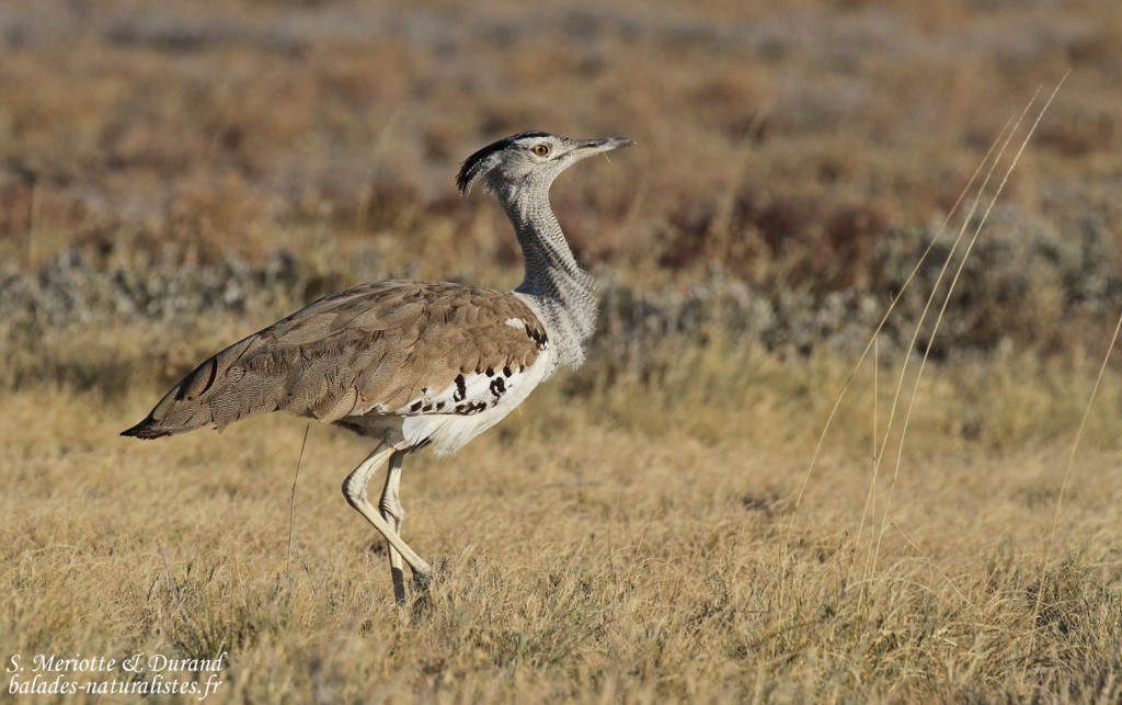 Outarde kori, Etosha