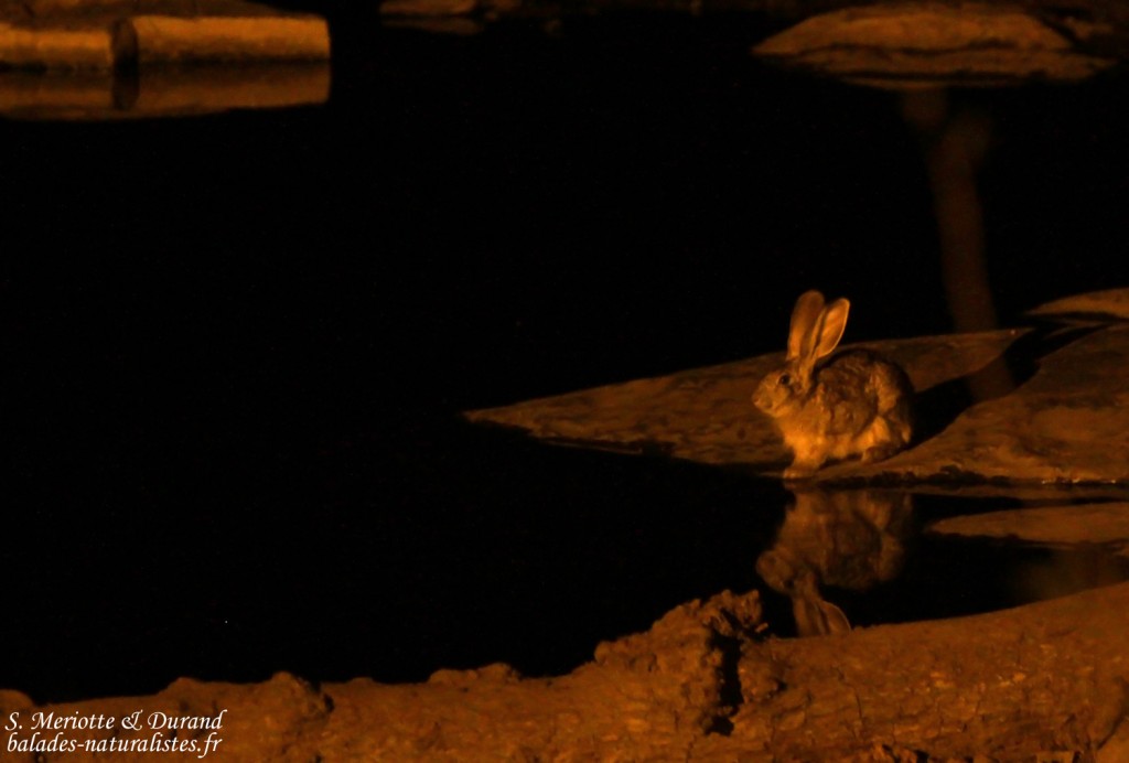 Lièvre des buissons, Camp d'Halali, Etosha