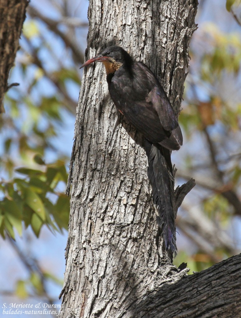 Irrisor damara, Halali, Etosha
