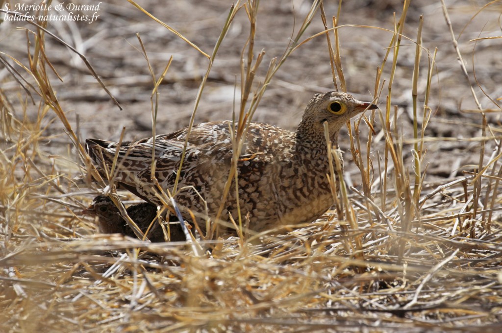 Ganga bibande femelle et jeune, Etosha