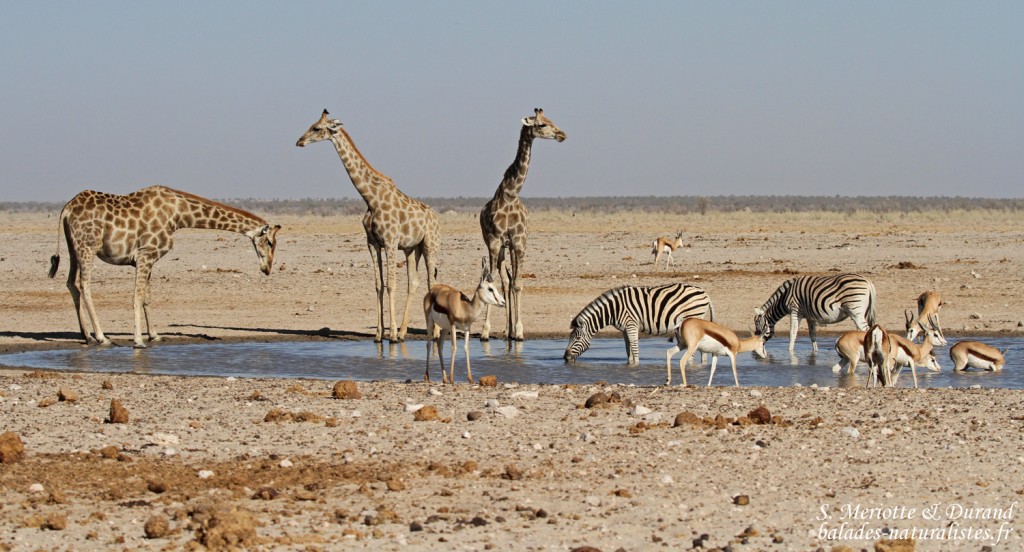 Ozonjuitji m'Bari, Etosha