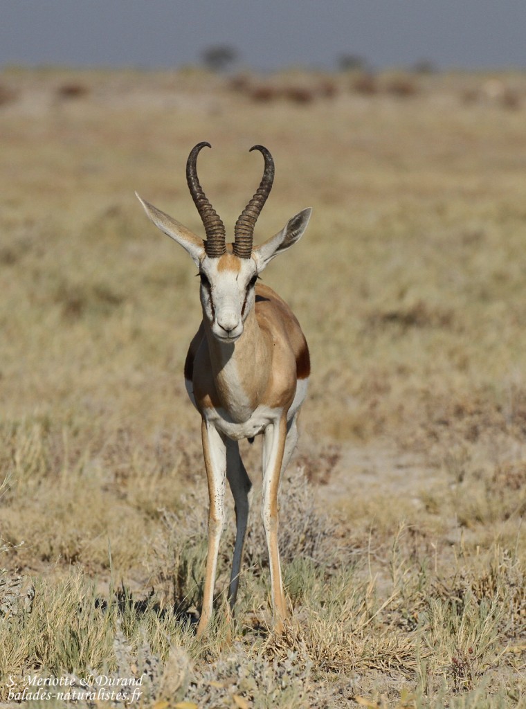 Springbok, Etosha