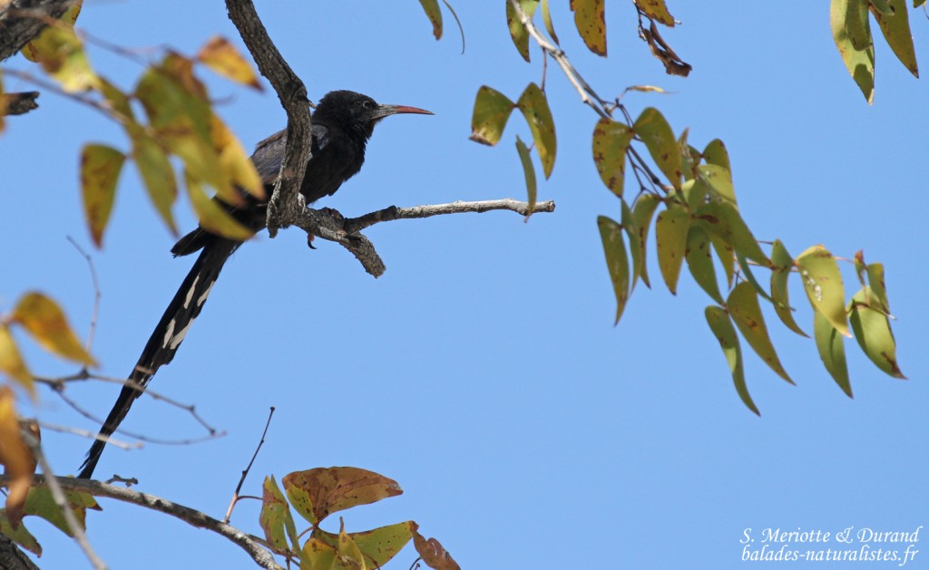 Irrisor damara, Halali, Etosha