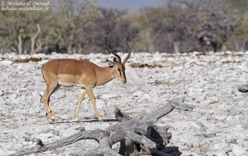 Impala, Etosha