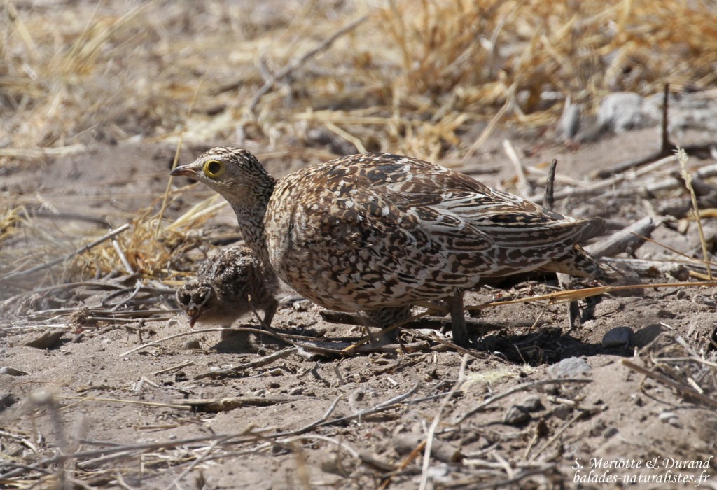 Ganga bibande femelle et jeune, Etosha