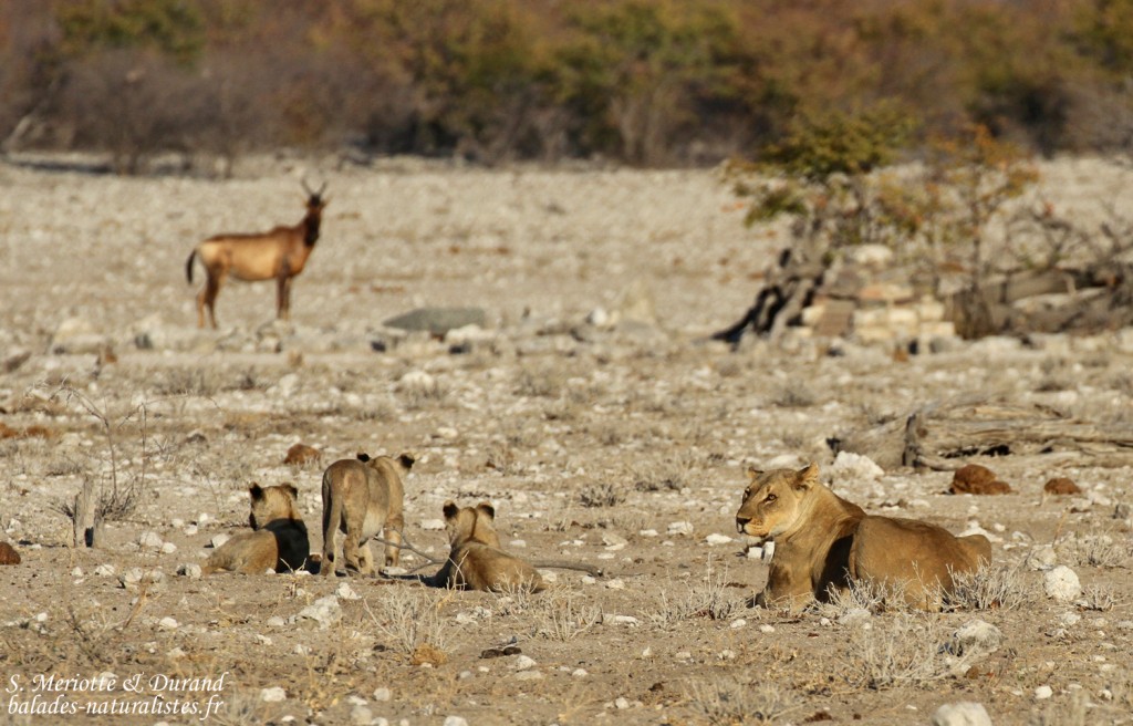 Lionne et lionceaux, Rietfontein, Etosha