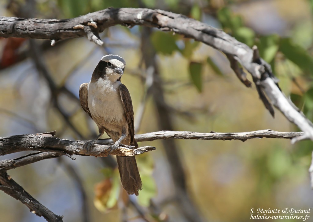 Eurocéphale à couronne blanche, Halali, Etosha