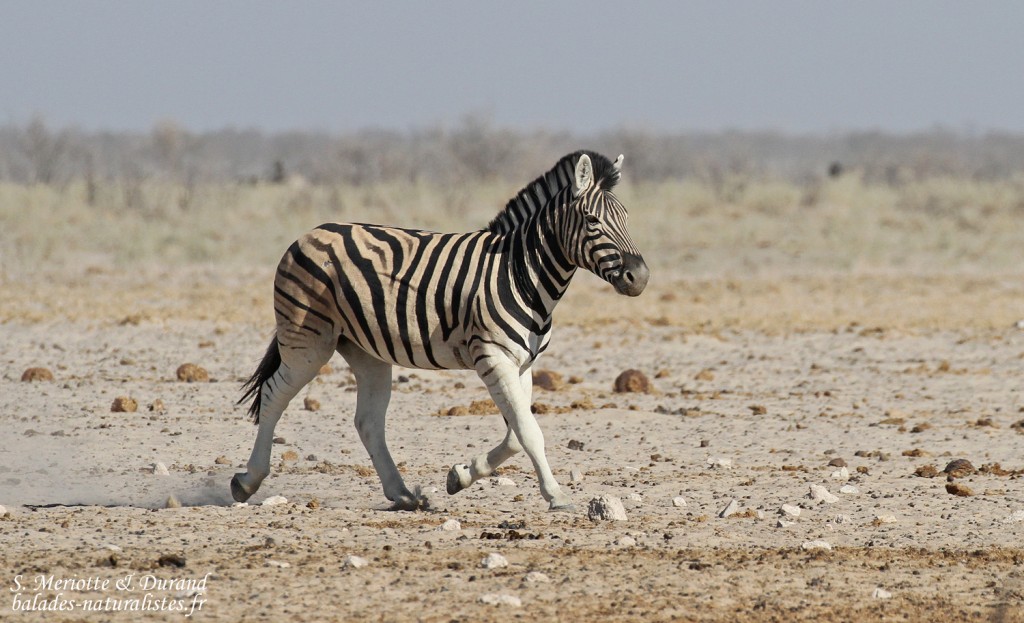 Zèbre de plaine, Ozonjuitji m'Bari, Etosha