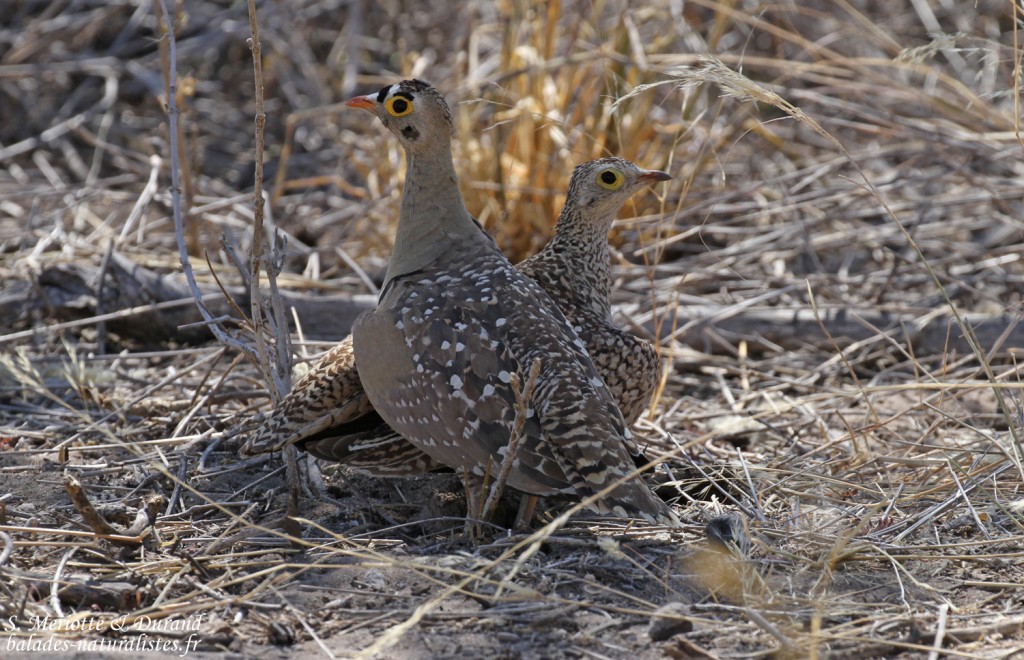 Famille de Ganga bibande , Etosha