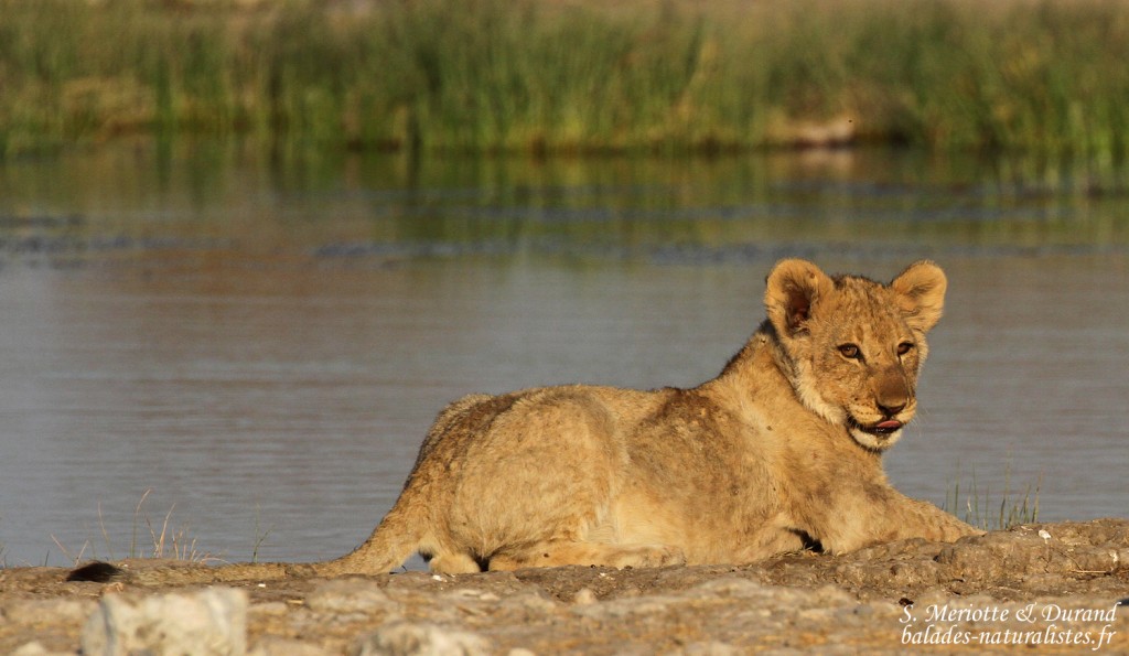 Lionceau, Rietfontein, Etosha