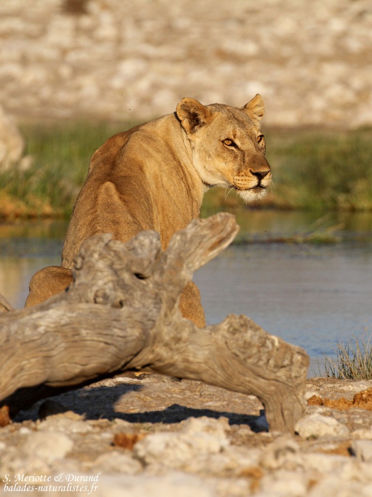 Lionne, Rietfontein, Etosha