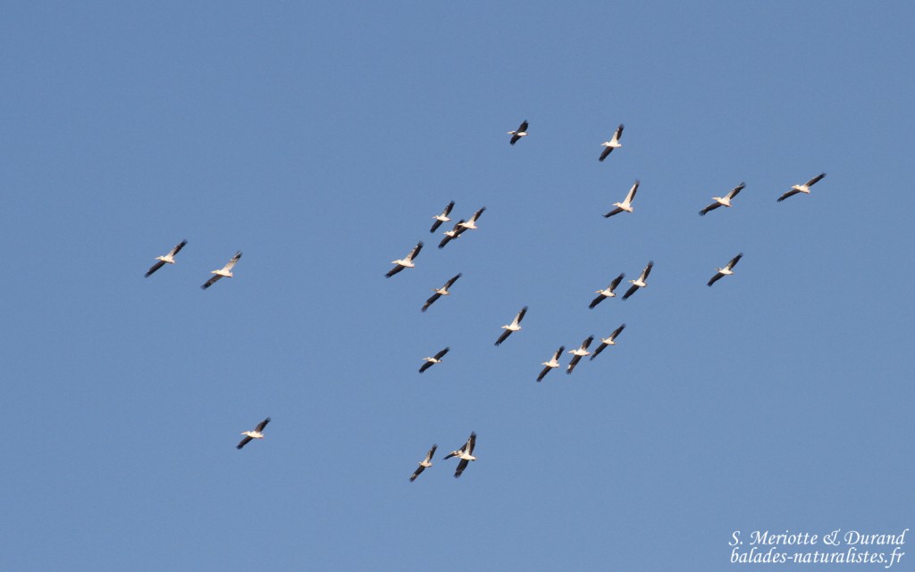 Pélicans blancs, Etosha