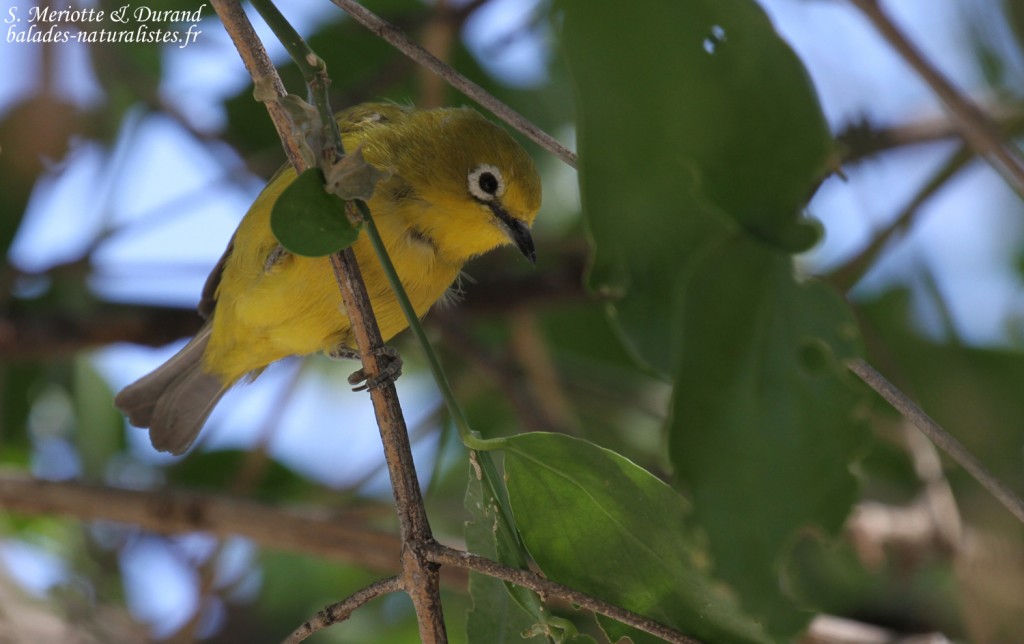 Zosterops jaune, Namutoni, Etosha