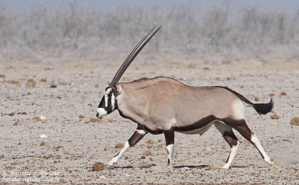 Oryx, Ozonjuitji m'Bari, Etosha