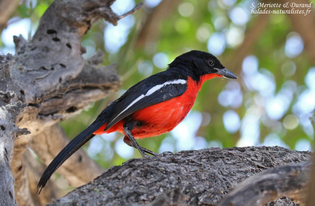 Gonolek rouge et noir, Namutoni, Etosha