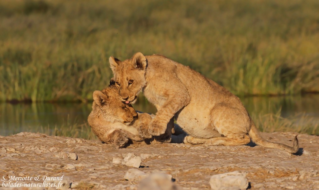 Lionceaux, Rietfontein, Etosha