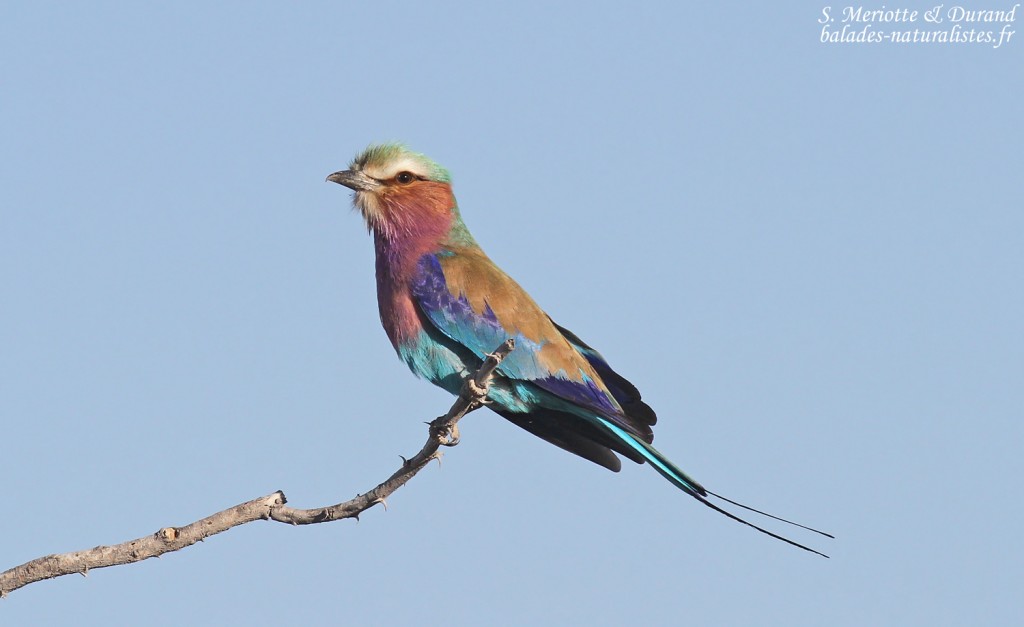 Rollier à longs brins, Etosha