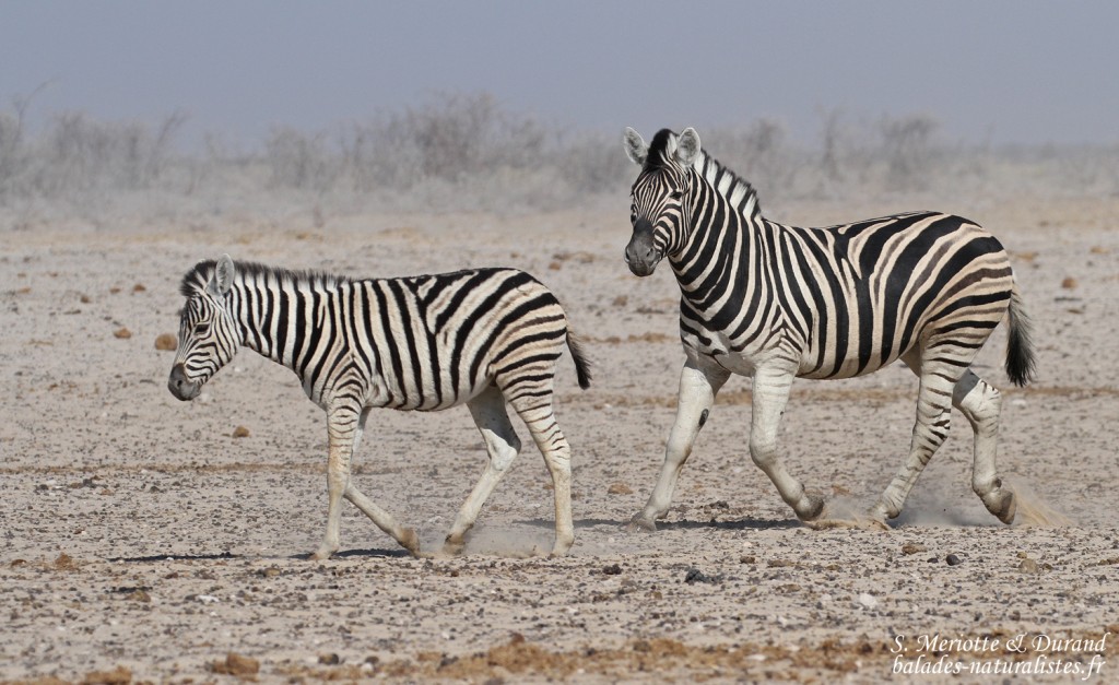 Zèbres de plaine, Ozonjuitji m'Bari, Etosha