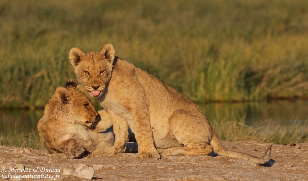 Lionceaux, Rietfontein, Etosha