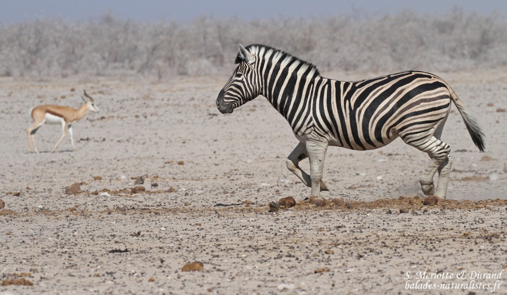 Zèbre de plaine, Ozonjuitji m'Bari, Etosha