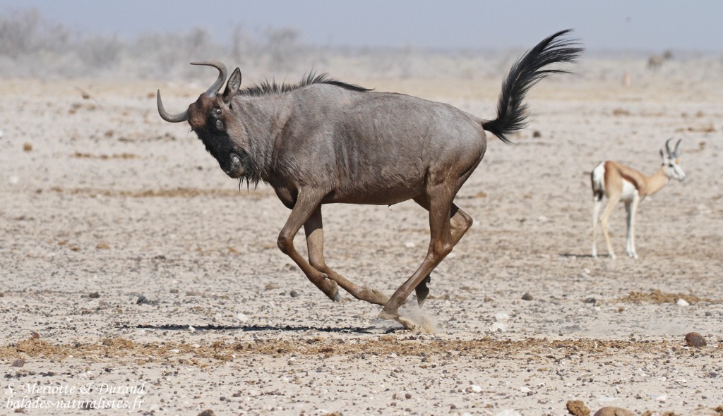 Gnou bleu, Ozonjuitji m'Bari, Etosha