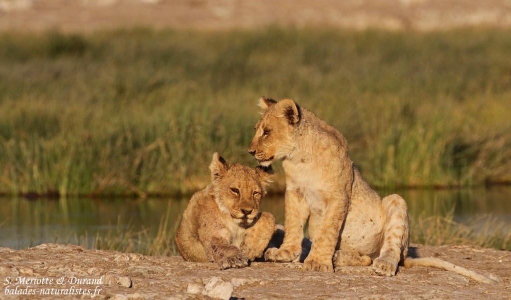 Lionceaux, Rietfontein, Etosha