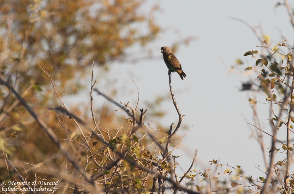 Perroquet de Meyer, Kalhheuwel, Etosha