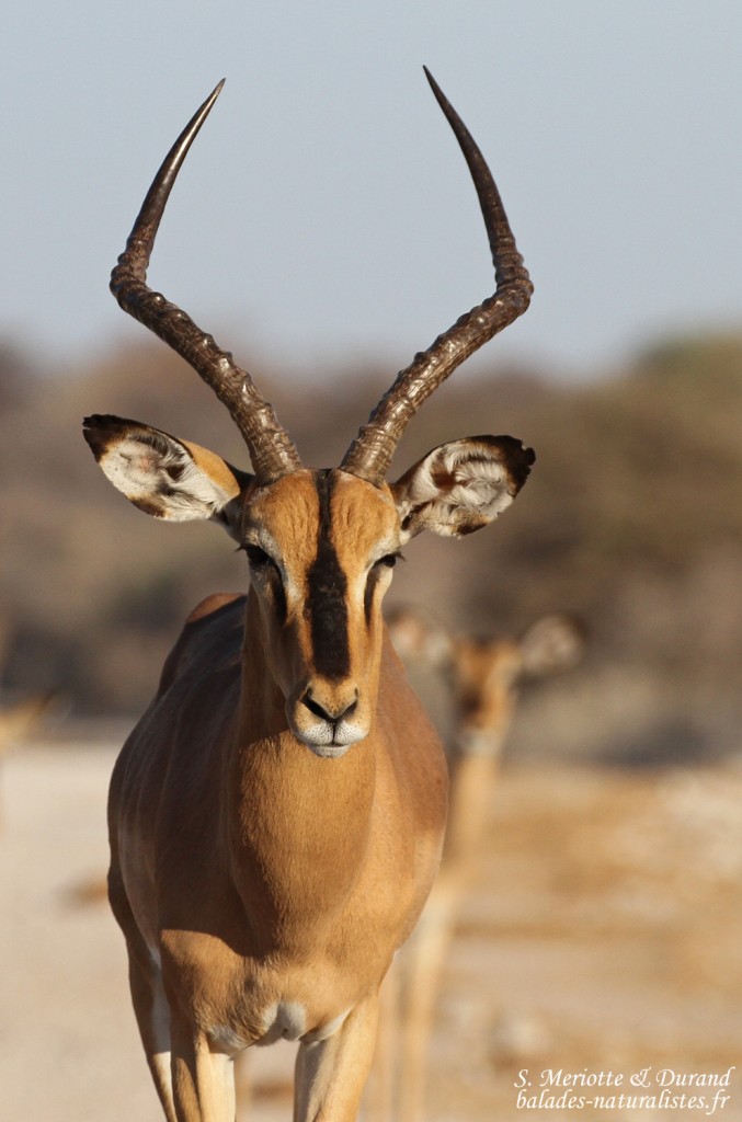 Impala à face noire, Etosha