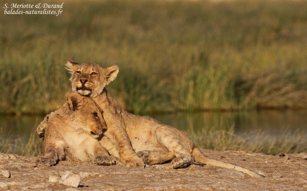 Lionceaux, Rietfontein, Etosha