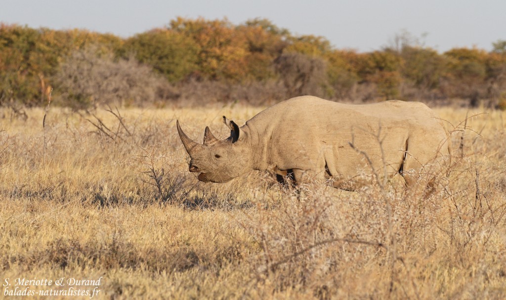 Rhinocéros noir, Etohsa