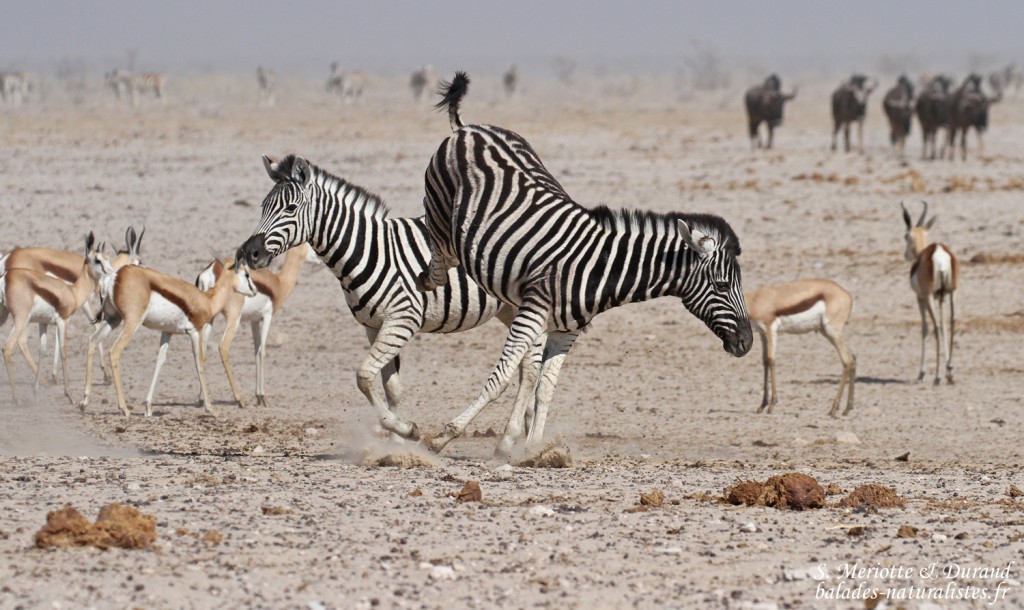 Zèbres de plaine, Ozonjuitji m'Bari, Etosha